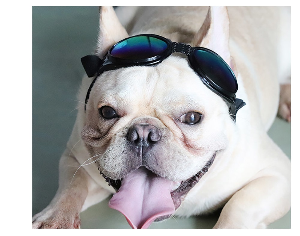 Small Pet Helmet and Sunglasses
