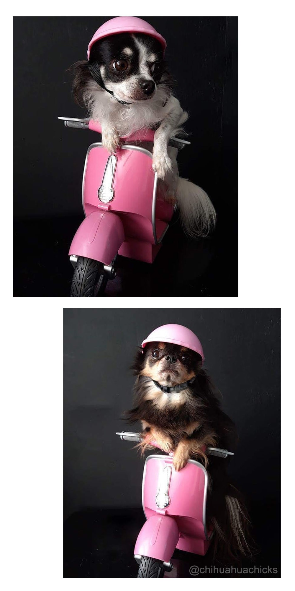 Small Pet Helmet and Sunglasses