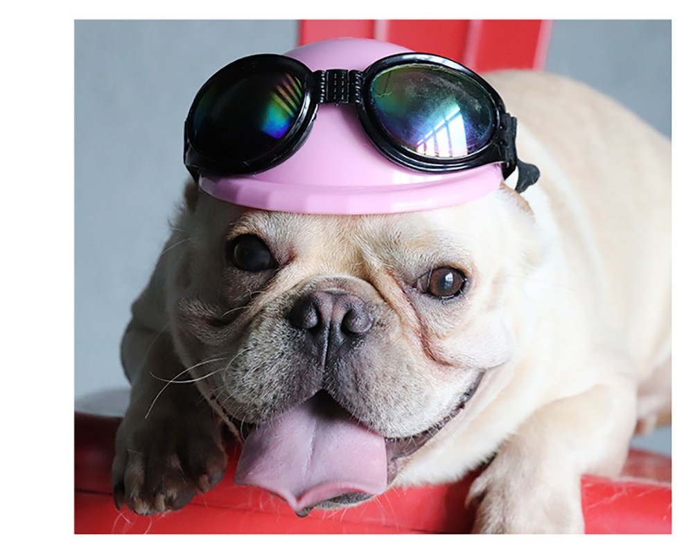 Small Pet Helmet and Sunglasses