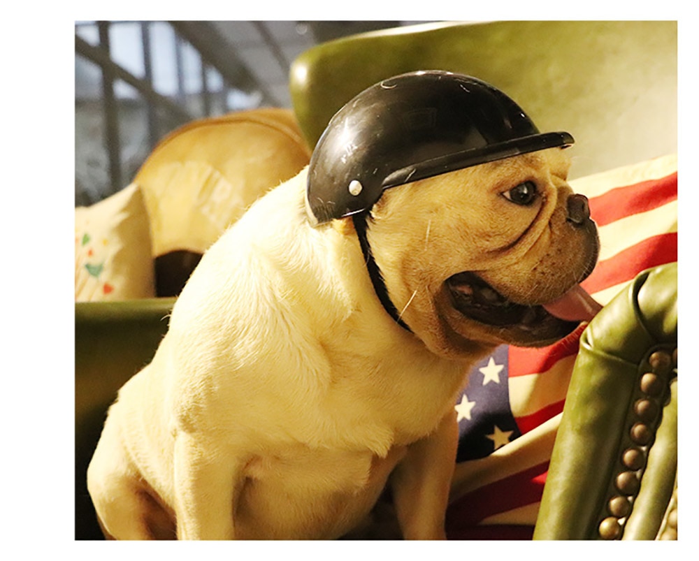 Small Pet Helmet and Sunglasses