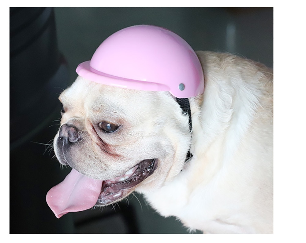 Small Pet Helmet and Sunglasses
