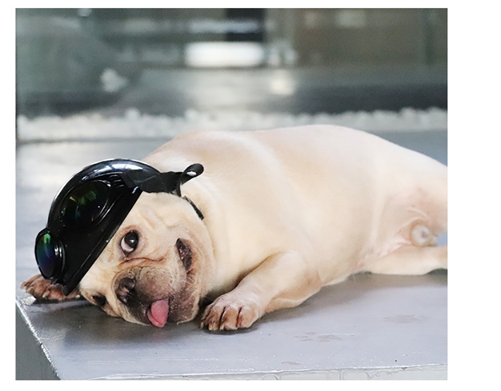 Small Pet Helmet and Sunglasses