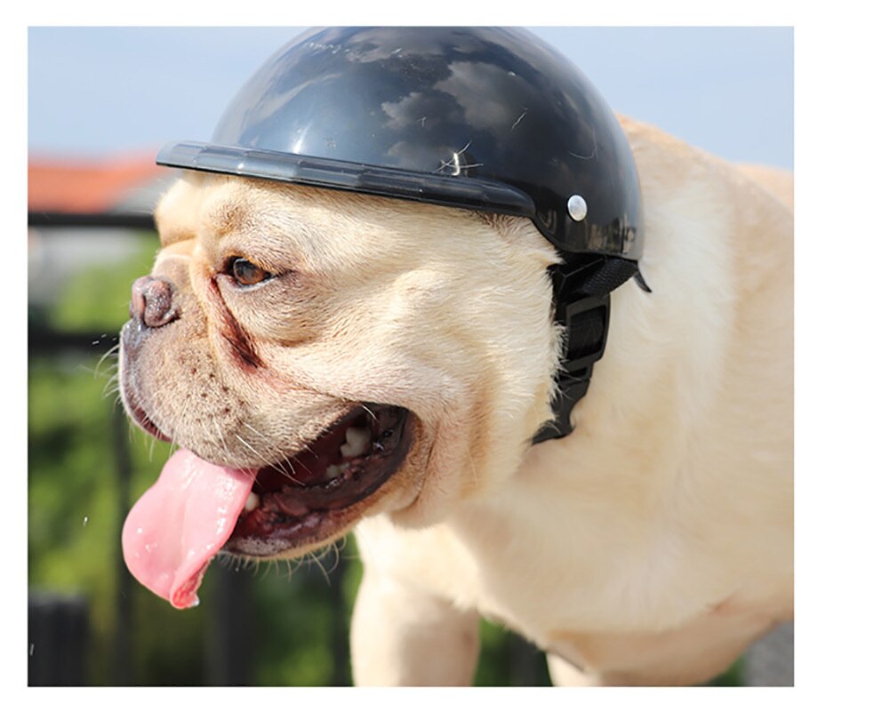 Small Pet Helmet and Sunglasses